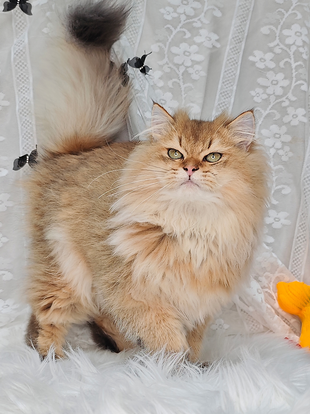 超级毛量王！成都长毛金弟弟